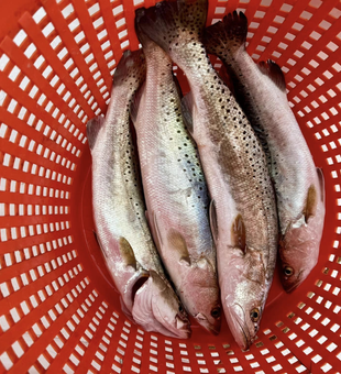 Catch of the day: Corpus Christi fishing: Trout